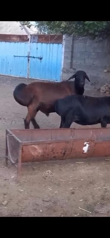 tap.az inekler: Cütü 450. AZN dişi boğazdır — 8