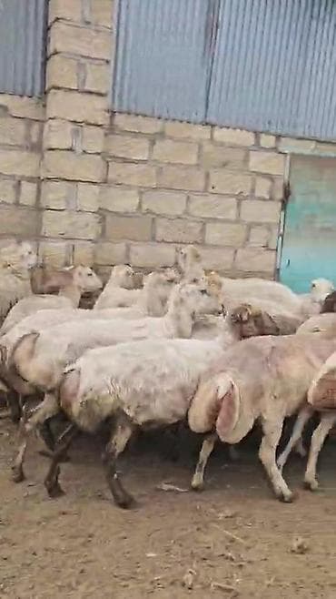 Dişi, il: 1, Damazlıq, Pulsuz çatdırılma