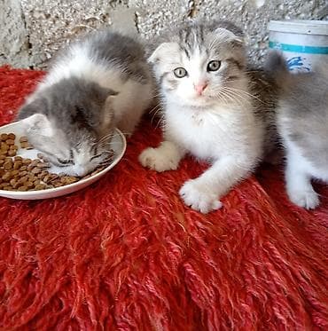 sirin pisik balalari: 2si dişidi, 2si erkeydi, qum terbiyesi var. Hər şey yeyirlər — 4