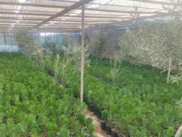 sərv ağacı: 🌿 Konusparis Tuya – Kiçik Sahələr üçün Böyük Gözəllik! 🌿 ✔️ Forması — 5
