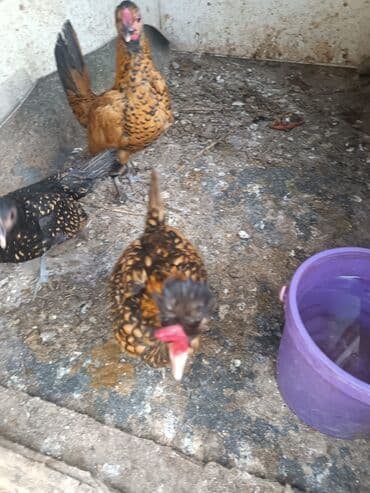 cuce: Toyuq, Yumurtalıq — 3