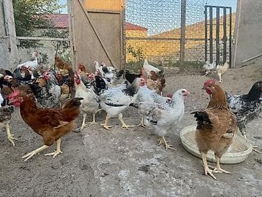 qusar heyvan satışı: 5 Ay Yarımlıq Kənd Çolpaları Satılır. Xoruzları 1.450-1.500 — 2