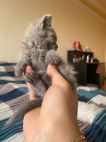 Boz tüklü balaca pişik balası - Rəng: vahid tüstü-boz (“blue” ton) -