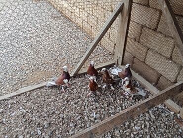 tap az goyercin satisi: Ağ Başlar 6denesi 100 Manat Enli Quyruq 17-18 Tükler — 4