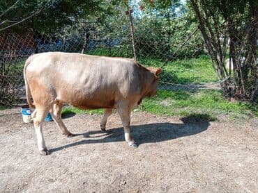 sudluk inekler satışı: Məhsul: Dana (erkək) Təsvir: - Şəkillərdə görünən sağlam, ətlik — 9