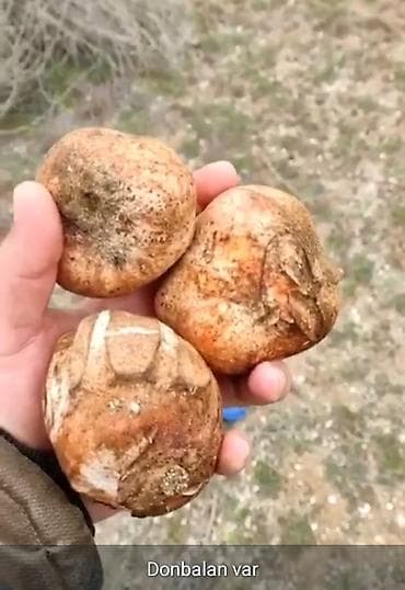 zeytun satilir: Salam Aleykum tam təbii yer domabalanı satılır sifariş vemək istəyən — 5