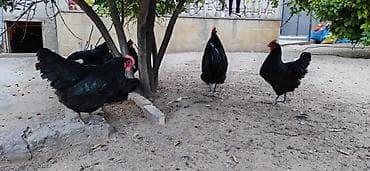 Heyvanlar: Toyuq, Australorp, Damazlıq — 8