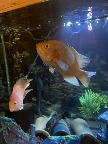 попугай ара: Астронотус — 2