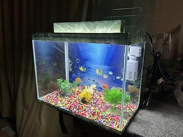 balıq tutmaq: Hazir ölcülərdə akvariumlar var Baliqlar var satişda Dekorlar — 2