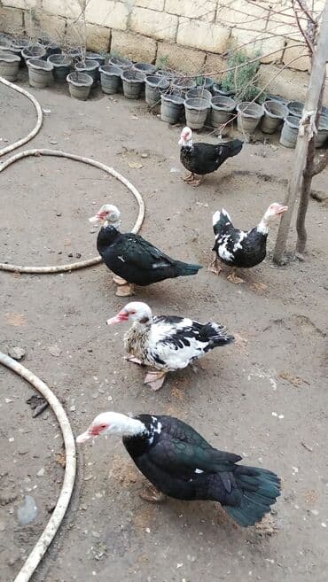 İtlər: Salam alekum ordekler satilir dişiler 15 m boyuk erkek 35 balaca erkek — 3