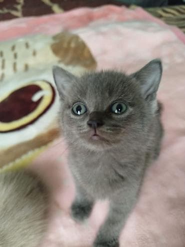 ağ qara pişik: Yaxşı əllərə — 2