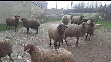 Qazlar: Qoyun sürüsü – ana qoyunlar və balalılar Məhsul təsviri: - Şəkillərdə — 2