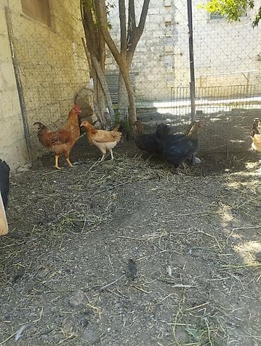 cuce: Toyuq, Damazlıq, Ünvandan götürmə — 8