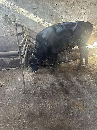 cins inek: Bordaqa yararlıdir - Növ: iri buynuzlu mal-qara, erkək (buğa/keçi — 1