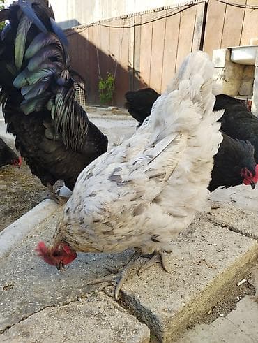 qaz quş: Toyuq, Australorp, Damazlıq, Ünvandan götürmə — 7
