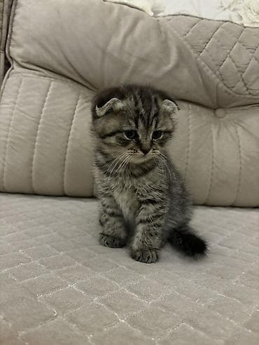 pişik ucun tualet: Şotland — 8