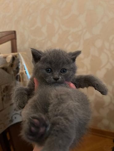 balaca cücə: Erkək, Dişi, Yaxşı əllərə, Ödənişli çatdırılma, Ünvandan götürmə, Rayonlara çatdırılma — 7