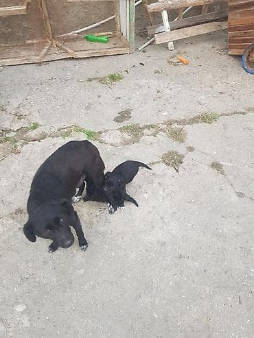 pulsuz heyvan: Peyvəndli — 3