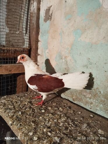 goyərcin yumurta: İran qırmızı çəp ağ quyruq mayadır.13 tükdür.öz quşlarimin — 3