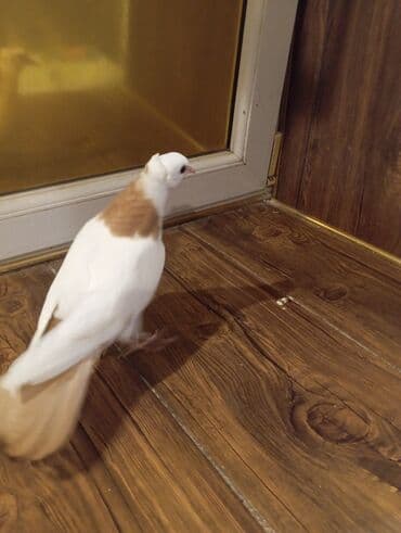 tap az goyercin satisi: Cins: göyərçini Rəng: Sarı boynuĝüllü desde kekilli boyun pecat — 6