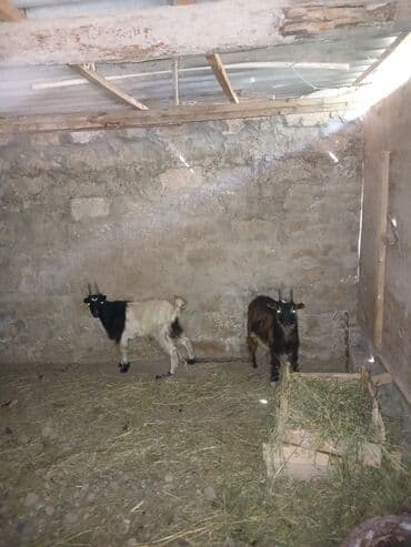 выведение новых пород животных: Другие животные — 1