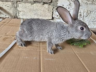 mal bazari: 🐇 14 ədəd sağlam və şirin balaca dovşan satılır! ✔️ Ev şəraitində — 6