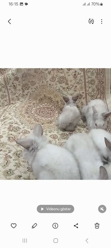 bala dovşanlar: Akor balası kom satılır 7 m — 3