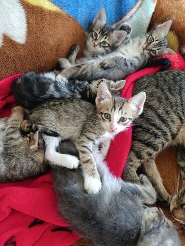 кот в добрые руки: В добрые руки — 11