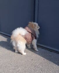 померанский шпиц купить: Шпиц, 1 год, Самец, С прививками — 1