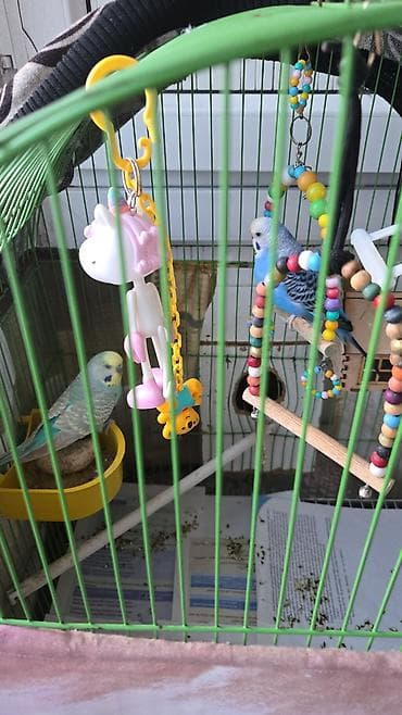 2 tutuquşu satilir.6 ayliqdirlar.Biri erkek,biri