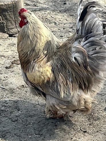 südlük keçi: Bramo Xoruzu satılır. Almaq istəyən şəxslər əlaqə saxlaya bilər — 5