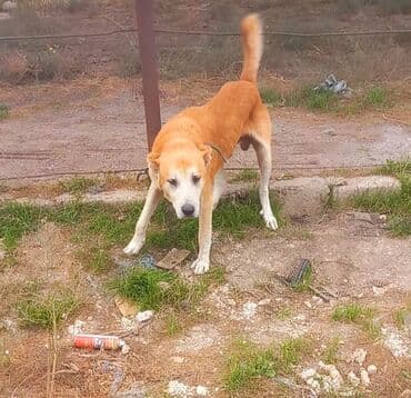 Akvariumlar: Alabay — 7