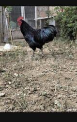 cuce sekli: 🐣 Lohman Brown Cücələri 10 ədəd 1 aylıq cücələrdi Tam sağlam və çox — 8