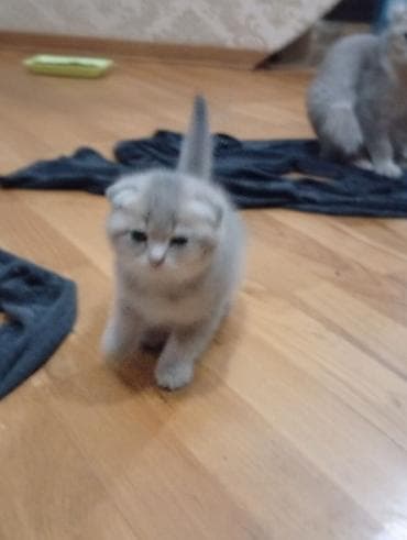 pişiy: Şotland, Erkək, Dişi, Yaxşı əllərə — 5