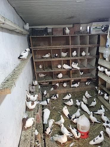 tap. az itler: Məhsul: Ev göyərçinləri sürüsü Təsvir: - Şəkillərdə müxtəlif rəng — 3