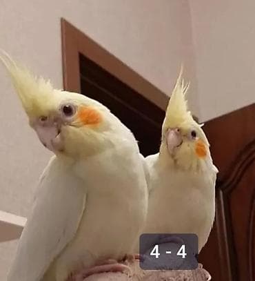 Sarı papuqay cütdür və balası var istəyən olsa videosunu ata bilərəm