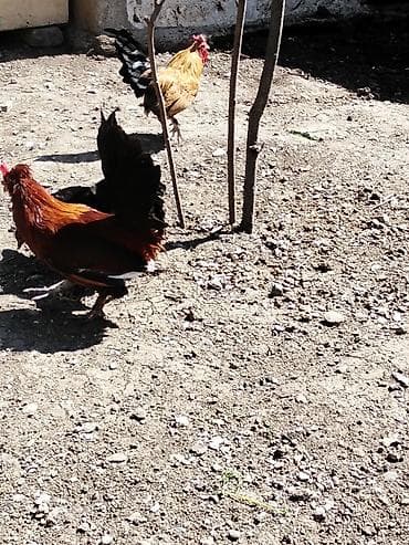 broyler toyuq: Курица, Для разведения, Платная доставка — 4