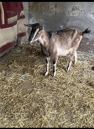 erkəy danalar: Alpin keçi sürüsü satılır. Qiymet 300 den başlayır — 1