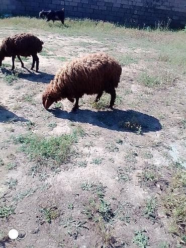 qoyun satilir: Qurbanlıq Erkey quzular var istəyən olsa yazsın əlaqə nömrəsi — 2