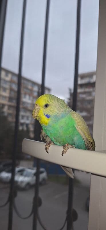 Quşlar: Məhsul: Dalmatian rəng çaları olan dimdikli, yaşıl-mavi-sarı tonlarda — 5