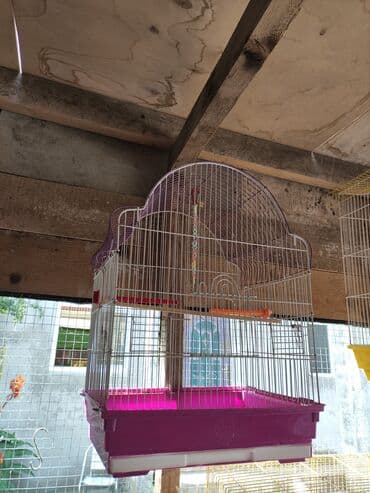 Şampunlar: Qəfəslər quslar qəfəslər 20-30 Azn valnist quslar 12-14-15 Azn korella — 5