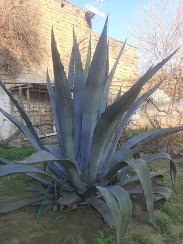 Razilawma yolu ile — 4