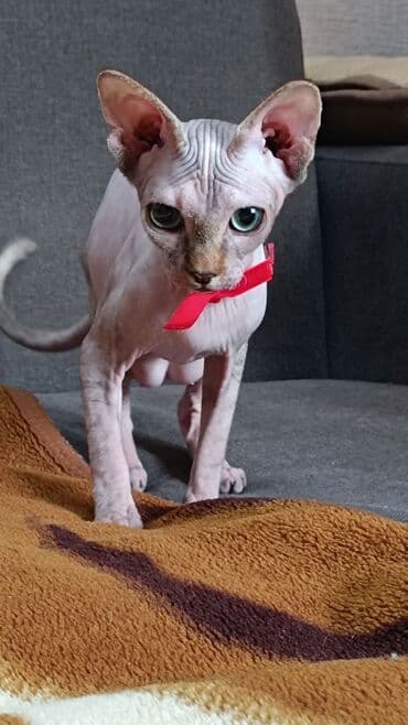 pişik üçün sumka: Котята канадского сфинкса Здоровые, активные, приучены к горшку — 5