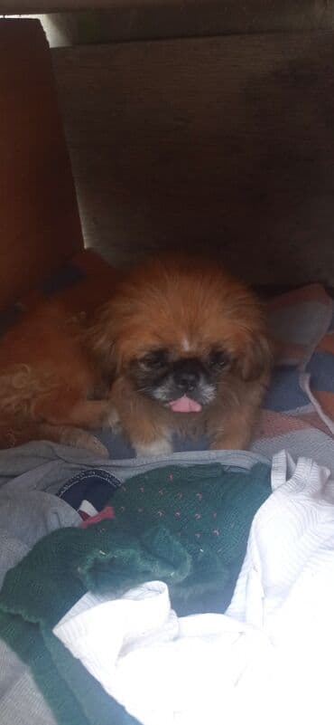 pekines balaları: Pekines, Erkek — 3