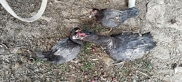 ordek satisi: Macar ördəkləri.2disi 1 erkek. cütləşirler.Yumurtaya 1hefteye — 1