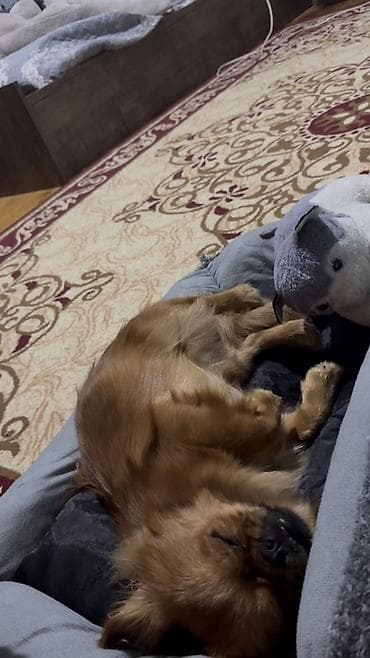 pulsuz pişik balalari 2020: Pekines, 7 ay, Erkek, Peyvəndli, Ödənişli çatdırılma — 2