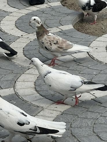 satiliq inekler: Goyercinler satilir 20 ya 22 denedi hamsi nisanli quslardi kom sekilde — 3
