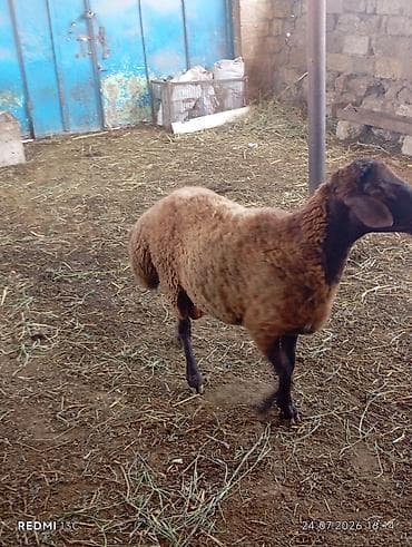 Qala qocu super qocdu 1 ilikdir super qoyun surmeyi var 70 kiloya — 5
