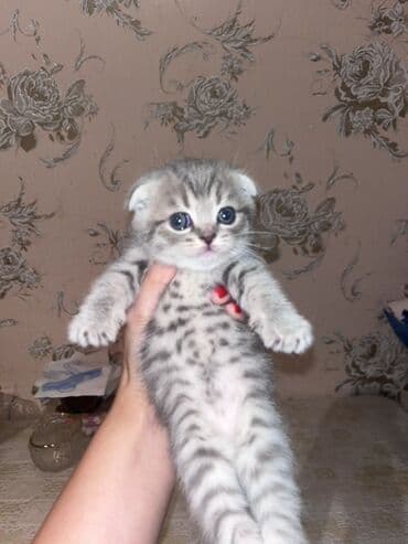 золотая шиншилла котенок: Şotland yastı qulaq, Ünvandan götürmə, Ödənişli çatdırılma — 1