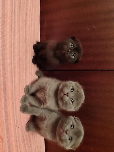 Britan, Dişi, Erkək — 2